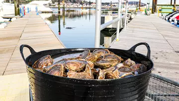 oysters in bucket