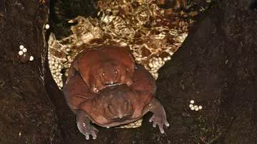 Purple frog laying eggs with smaller male on it's back