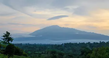 Cameroon forest skyline with mountain in background