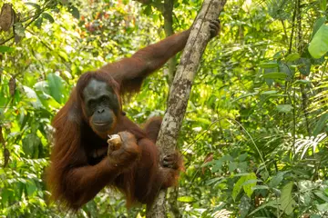 Orangutan eating fruit on a tree