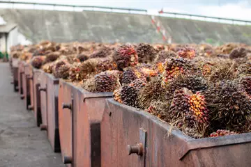 Palm oil production from raw palm fruit