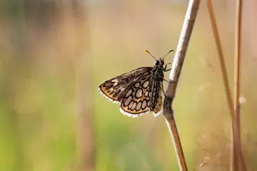 Large chequered skipper butterfly on a twig
