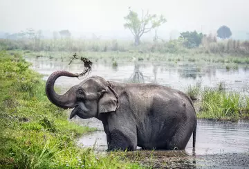 Asian elephant mud bath Nepal