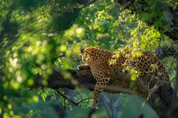 indian wild male leopard on tree in natural monsoon