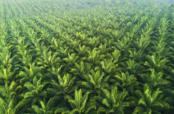 Palm oil plantation spreading endlessly. 