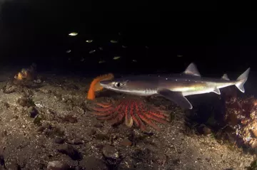 Spurdog shark in the Thames