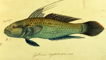  Indian Fish drawing