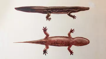 Illustration of Chinese giant salamander from above and in profile