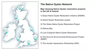 Map of UK native oyster network across seven locations - 1- ENORI, 2- Solent Oyster Restoration project, 3- The Wales Native Oyster Restoration Project, 4- Galway Bay, 5- Loch Craignish Native Oyster Restoration, 6- The Durnoch Environmental Enhancement Project, 7- The Humber Aquaculture Partnership