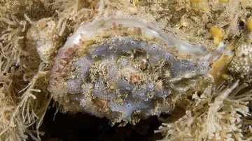 Native oyster underwater