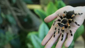 A Mexican red-kneed tarantula on the palm of a hand