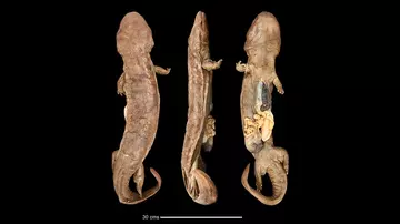 Composite photo of three profiles of a preserved specimen of a Chinese giant salamander