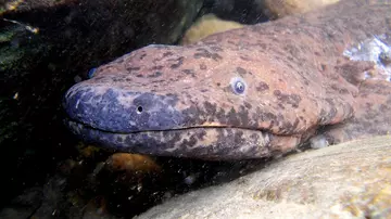  A wild Chinese giant salamander between two rocks underwater