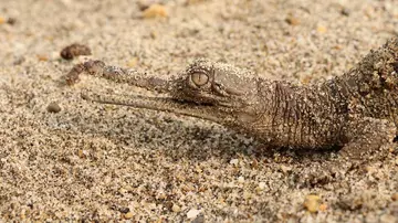 young gharial closeup