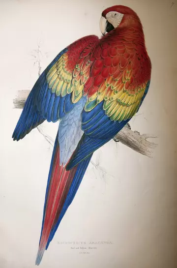 Red and yellow macaw, lithograph by Edward Lear