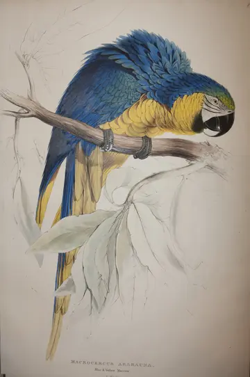 Lithograph by Edward Lear Blue and yellow macaw