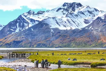 multiple groups of penguins with mountains in the background