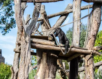 A gorilla exploring the outdoor area of Gorilla Kingdom at London Zoo