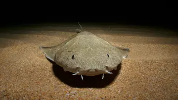 young angel shark