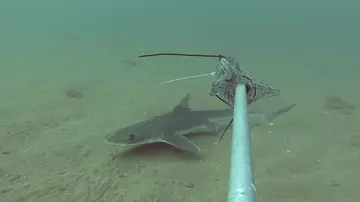 A starry smoothhound cruising past a baited remote underwater video station