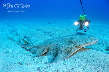 Acoustically tagged female Angelshark