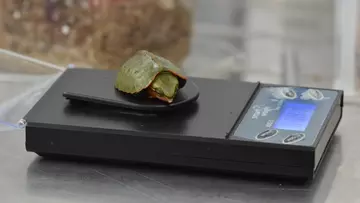 Big headed turtle being weighed