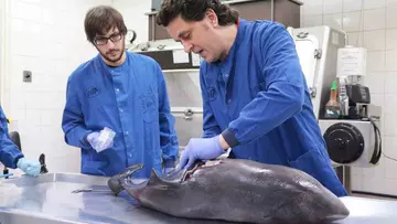 CSIP lab porpoise 1