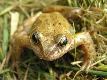 Common frog close up in grass