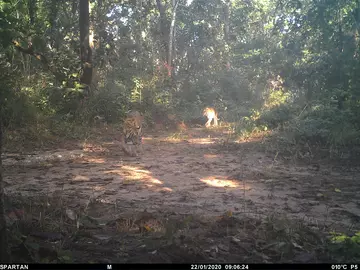 Cubs growing to adulthood captured on biological monitoring camera in an extension area of Parsa National Park.