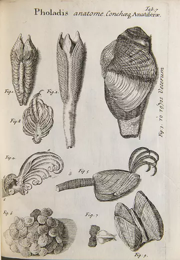 Illustration of bivalve anatomy, Plate 7 in Conchyliorum bivalvium utriusque aquae exercitatio anatomica tertia