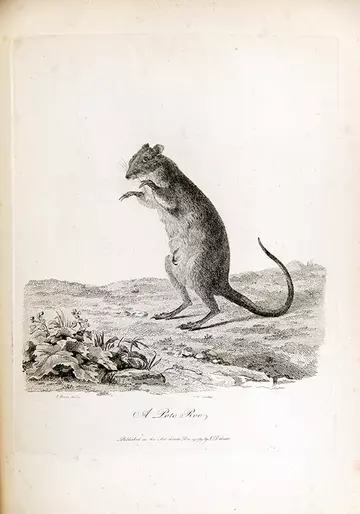 Poto roo or Kangaroo rat illustration by Sarah Stone