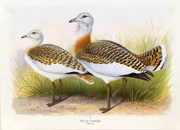 Drawings of the Otidae from specimens in the British Museum