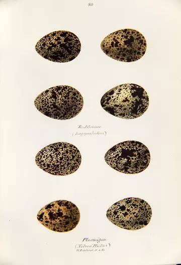 Painting of eggs of red grouse 