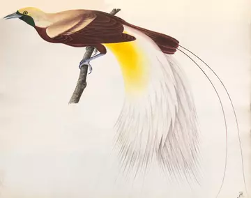 Lesser bird of paradise drawing