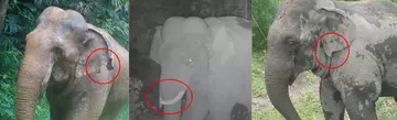 Three Asian elephants with identifying physical features circled in red 