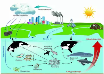 infographic showing PCBs and other pollutants stored at successive levels of the food chain