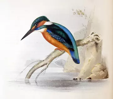 Kingfisher illustration