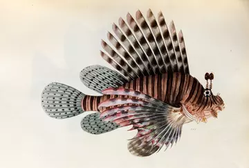 Drawing of a red lionfish in the Reeves collection