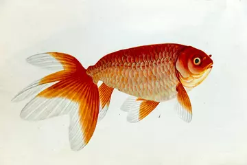 Goldfish drawing 