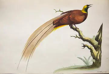 Bird of paradise in Rare drawing