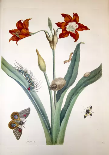 Barbados lily with bullseye moth and leaf-footed bug illustration by Marie Merian 