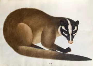 Chinese ferret badger drawing
