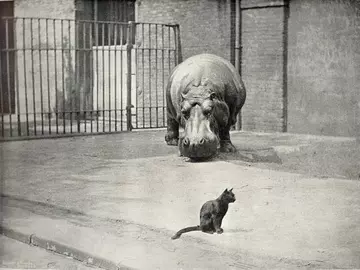 Guy Fawkes the hippo and the Giraffe House cat, circa 1895