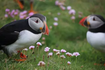 two seabirds