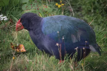 South Island takahē in grass