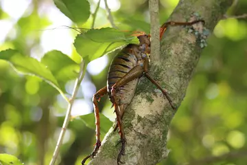  giant wētā on tree branch