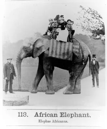 photograph of Jumbo the first African elephant at London Zoo in 1870