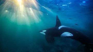 Killer whales hunting small fish