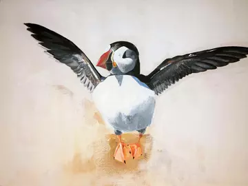 Acrylic painting of a puffin by Melissa Schiele