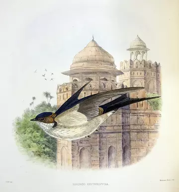 Hirundo erythropygia illustration